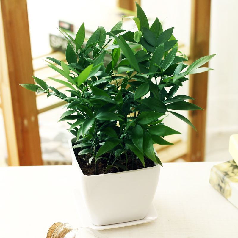 新时代园林植保当有新作为