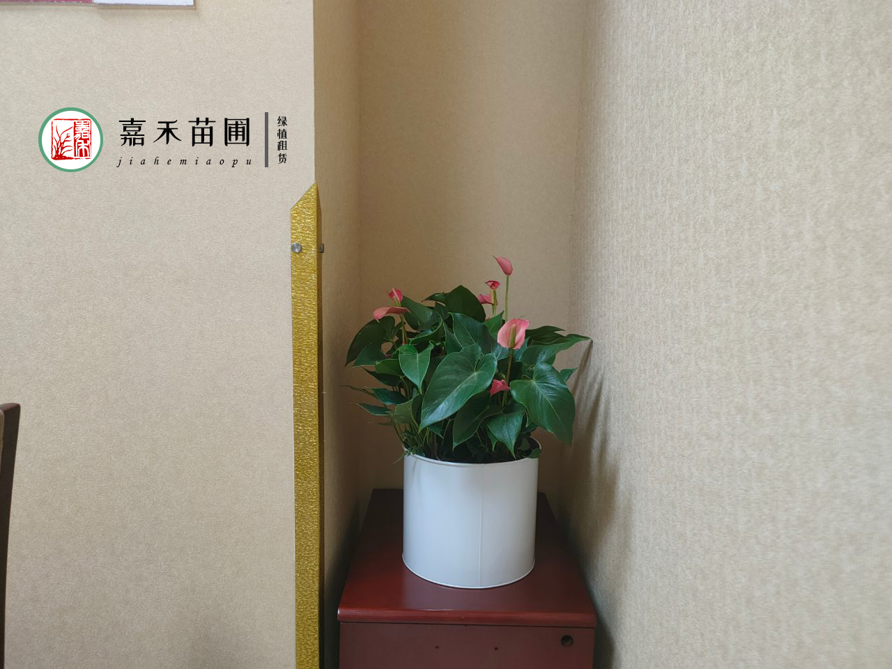 西安医院花卉租赁哪家好？