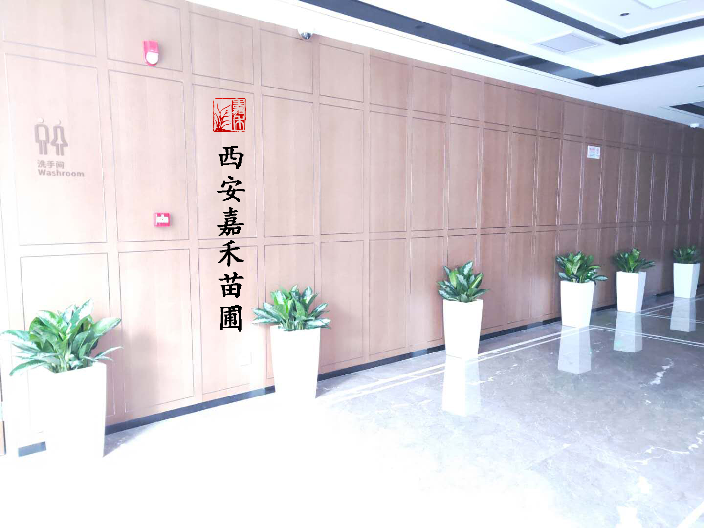 西安医院花卉绿植租赁公司要注意哪些问题？
