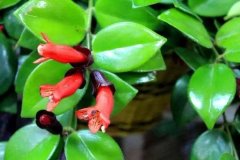 口红吊兰盆栽的养护方法，西安花卉租摆公司