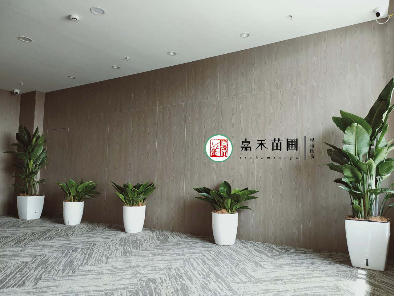 西安医院绿植花卉租摆设计|嘉禾苗圃