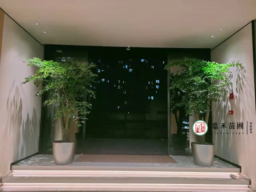 西安医院绿植花卉租赁|西安嘉禾苗圃