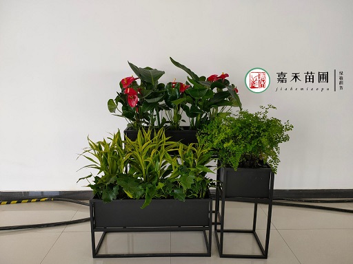 西安医院绿植花卉租赁公司|西安嘉禾苗圃