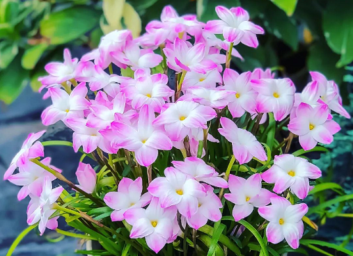 西安医院绿植租摆推荐|风雨兰的花期养护及技巧分享