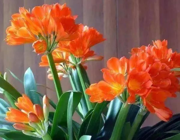 西安花卉租赁推荐|5种“怕光花”，一晒就完蛋，养在阴暗处，千万别去阳台养！
