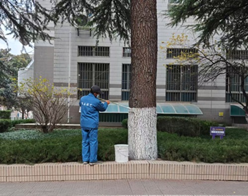 树木为什么要涂白漆